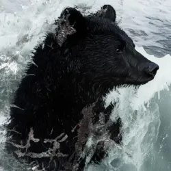 bear #3103
