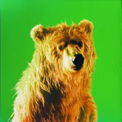 bear #4793