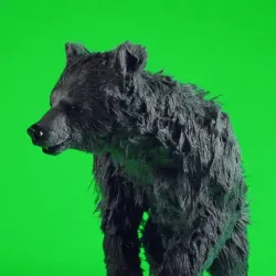 bear #4026