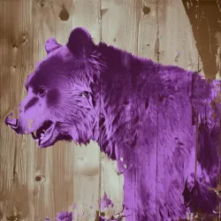bear #2338