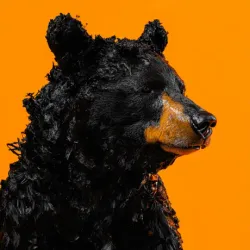 bear #113