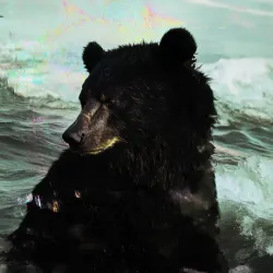 bear #3116