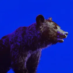 bear #1588