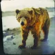 bear #722