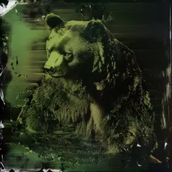 bear #2253
