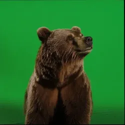 bear #3274