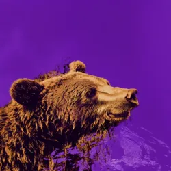bear #1840