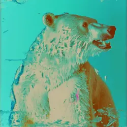 bear #3390