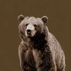 bear #1742