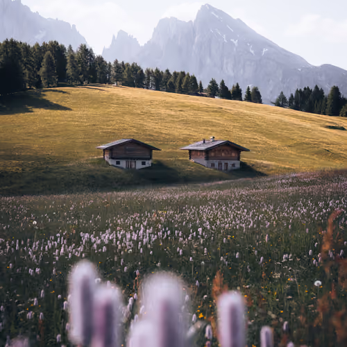 Alpine Meadow