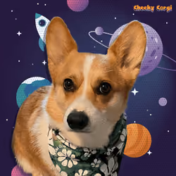 CheekyCorgi #22