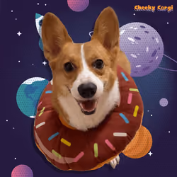 CheekyCorgi #14