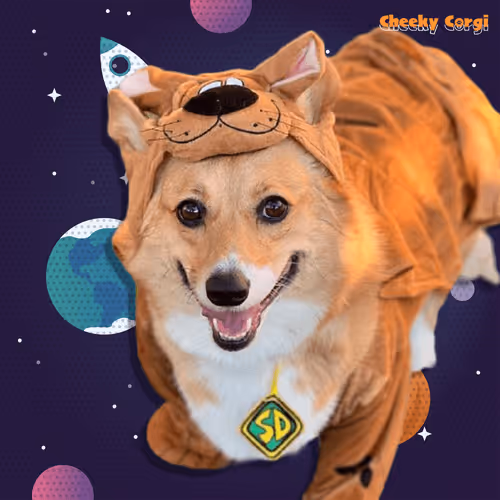 CheekyCorgi #35