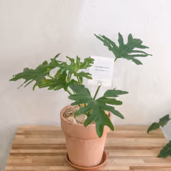 Chong Chong Plant