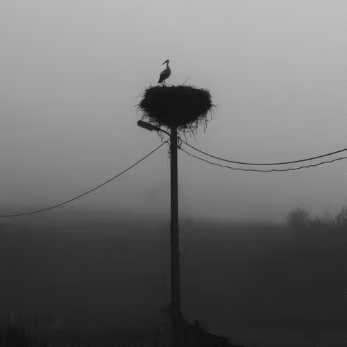 lone stork