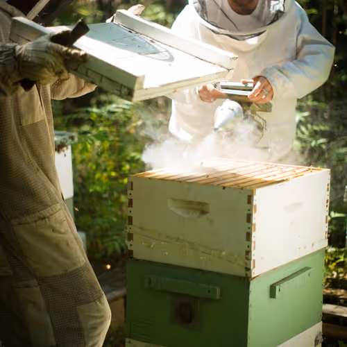 In the Apiary