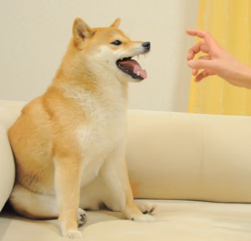 Feisty Doge Print