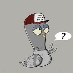 The Pigeon Social