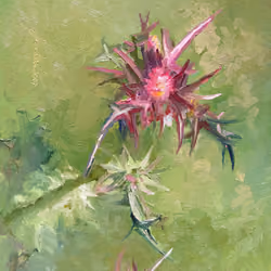 Syrian thistle