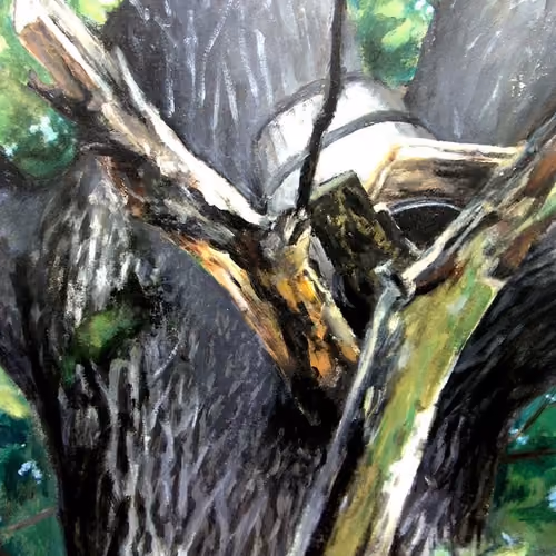 Beehive in oak tree