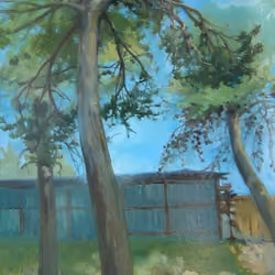 Pine trees in Jerusalem