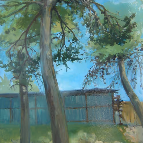 Pine trees in Jerusalem