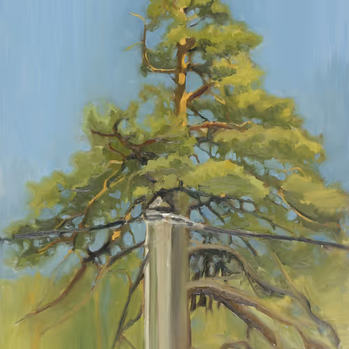 Pine in side of the road