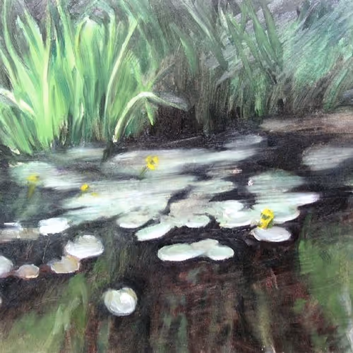 Yellow water lilies