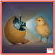 A Spotlight from Tim O'Brien - Chicken or Egg