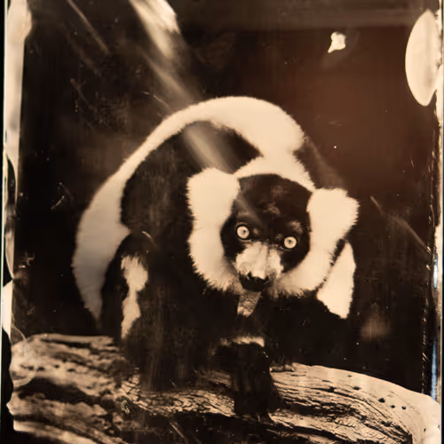 Endangered Species Project