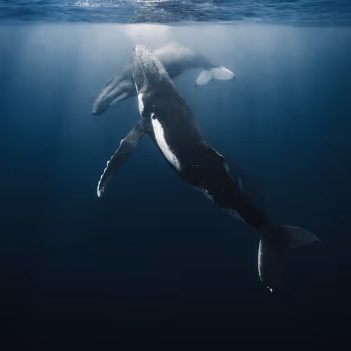 Tales From The Blue Planet V2