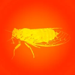 Cicadada