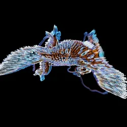 Neon Lizard