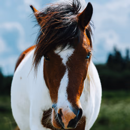 Gentle Spirits Portraits