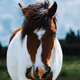 Gentle Spirits Portraits