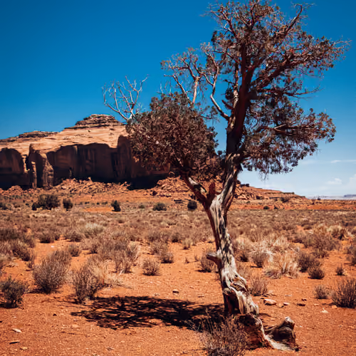 Lonely Tree