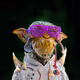 14176
