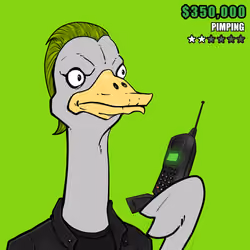 Ostrich #778