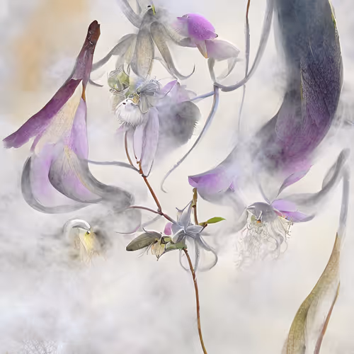 Floradenza