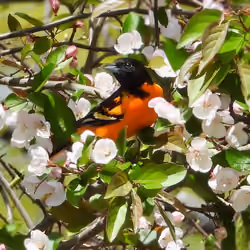 Blossom Oriole
