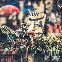 Mushroom meeting