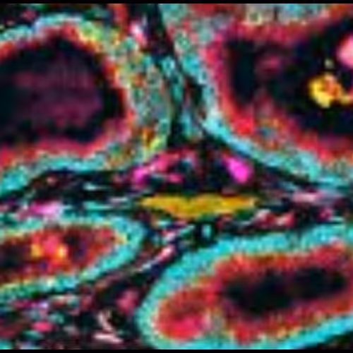 Fluorescentcells