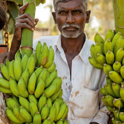 At the banana harvest, Karnataka #7/8