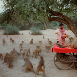 Feeding monkeys on Govardhana Hill; Uttar Pradesh #1/8