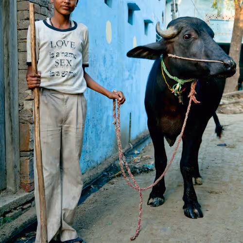 Cowherd boy with water buffalo in Uttar Pradesh #8/8