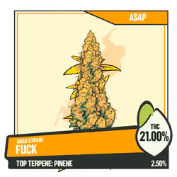 WEEDGANG.GAME - BRED STRAIN