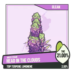 WEEDGANG.GAME - BRED STRAIN