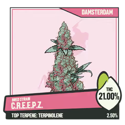 WEEDGANG.GAME - BRED STRAIN