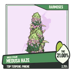 WEEDGANG.GAME - BRED STRAIN