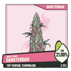 WEEDGANG.GAME - BRED STRAIN